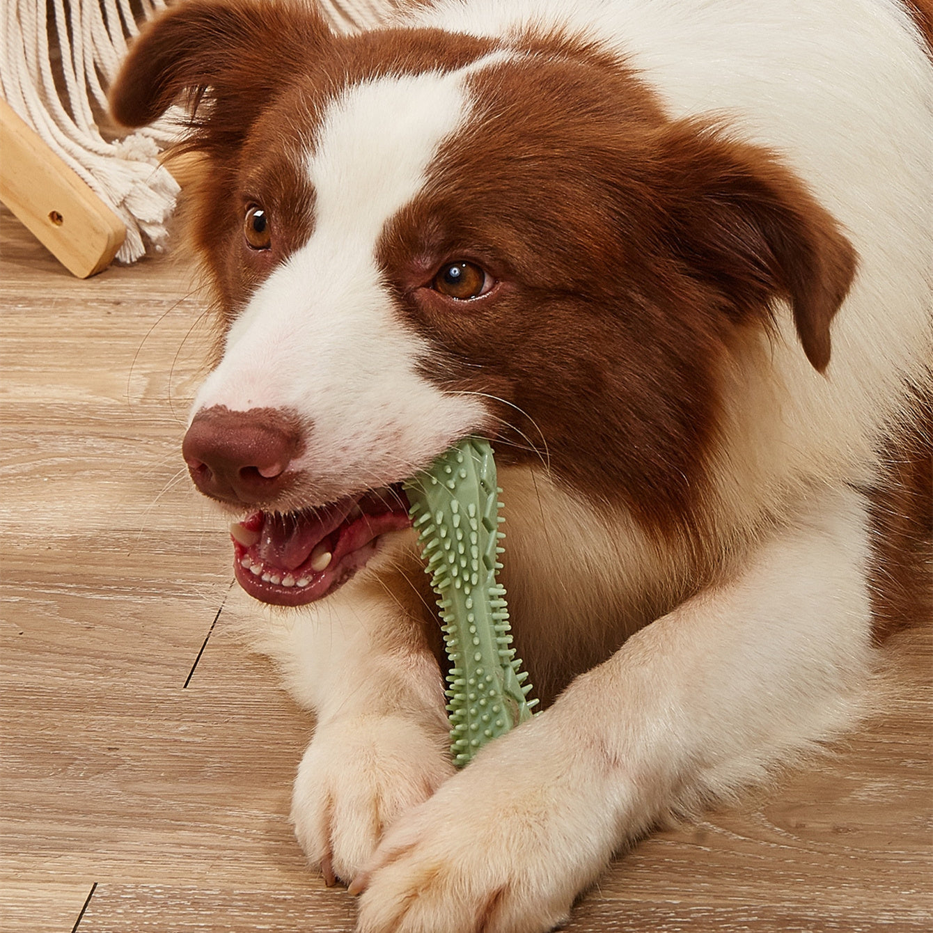 Dog Teeth Cleaning Toothbrush Chew Toy gums dog's teeth